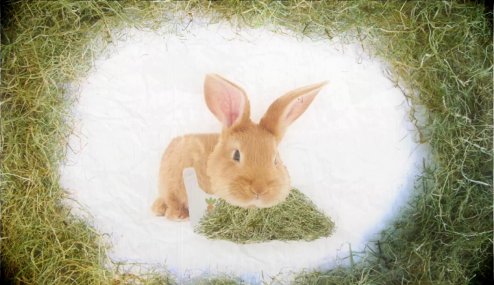 Schooltv: Hooi en stro - Quiz over het verschil tussen hooi en stro