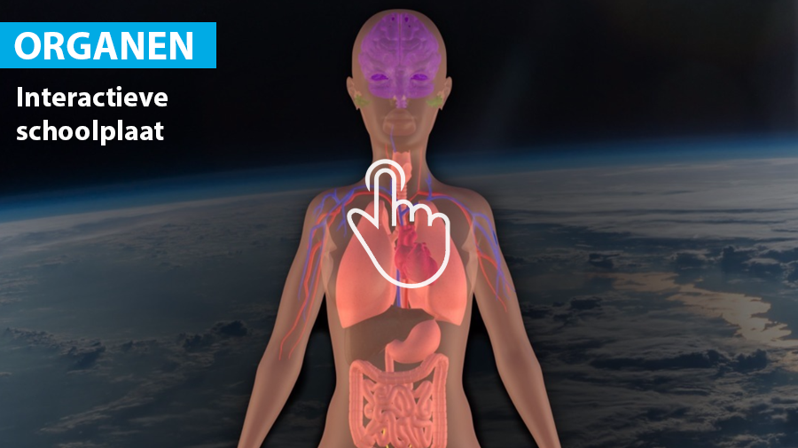 Schooltv Je lichaam organen Interactieve schoolplaat langs je organen