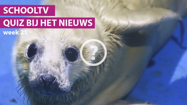 Schooltv quiz bij het nieuws - week 21
